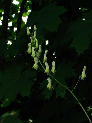 aconitum-uwe_2.jpg