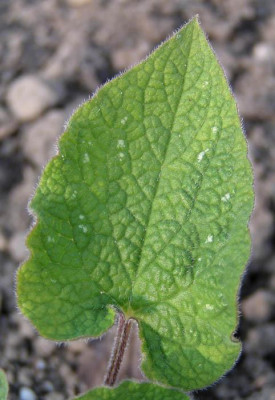 blatt_brunnera_mac_gordano_gold.jpg