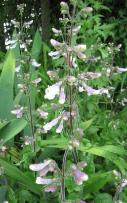 Penstemon_hirsutus_48882.jpg
