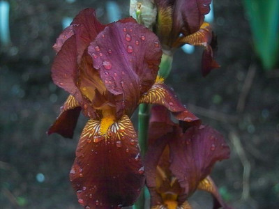 k-Rote_1.jpg