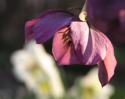 schneerose_vor_maerzenbecher.jpg