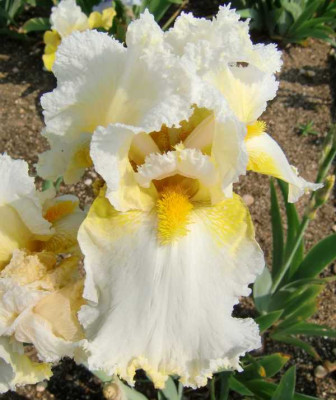 CIMG5871_-_Bridal_Crown.JPG