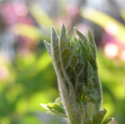 clematis_trieb.jpg