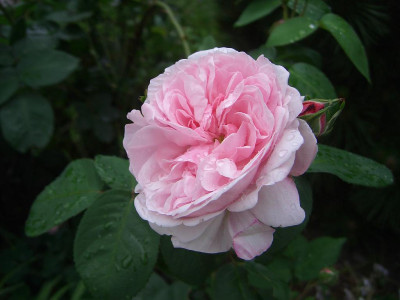 Fantin_Latour_2010.jpg