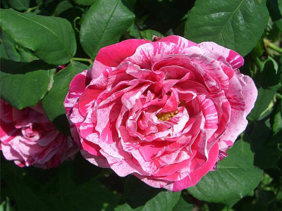 Ferdinand_Pichard_2010.jpg