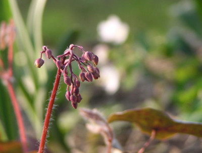 epimedium_zoom.jpg