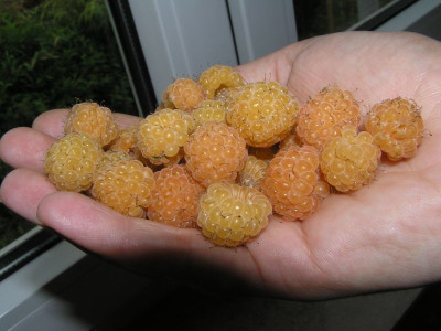 himbeeren2010.jpg