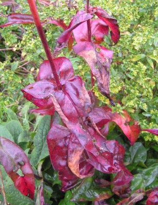 Penstemon_Blattr.jpg