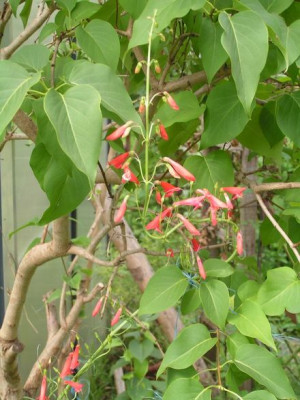 penstemon_hartwegiir.jpg