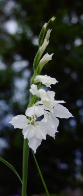 DSCF0907_eGladiolus_imbricatus_Albus.JPG