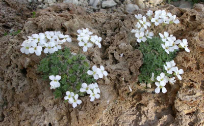 comp_Arabis_bryoides_08.04.10.jpg