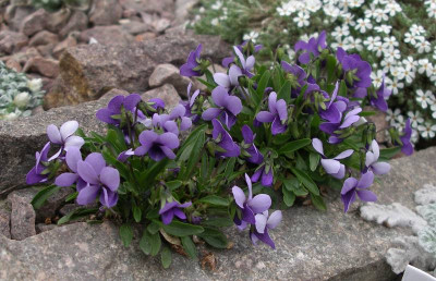 comp_Viola_spathulata_12.04.10.jpg