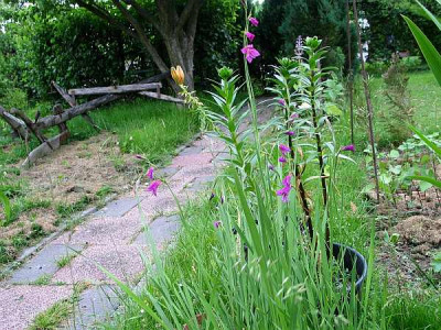 Gladiolus-palustris2010b.jpg