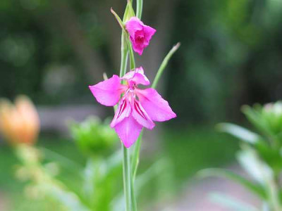 Gladiolus-palustris2010ax.jpg