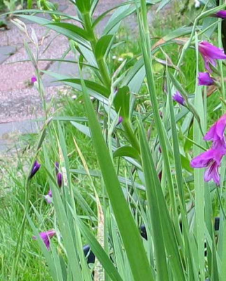 Gladiolus-palustris2010axel.jpg