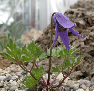 comp_Clematis_tenuifolia_13.04.10.jpg