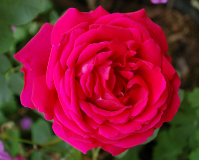 Dr._Andry_0011__9395.jpg