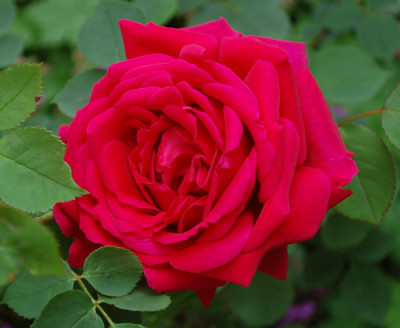 Dr._Andry_0012__9394.jpg