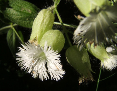 Silene_fimbriata.JPG