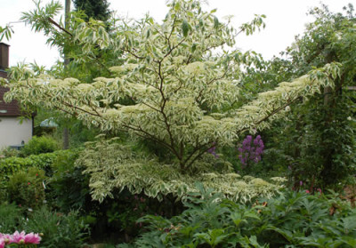 Cornus_controversa_variegata_0010__69545.jpg