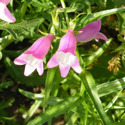 Penstemon_hartwgii33.jpg