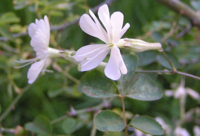 Silene_italica9r.jpg