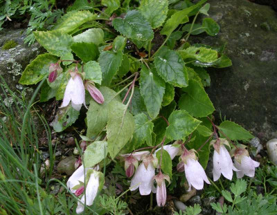 comp_Campanula_betulifolia_18.06.10.jpg