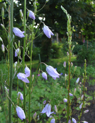 Campanula_rapunculus.jpg