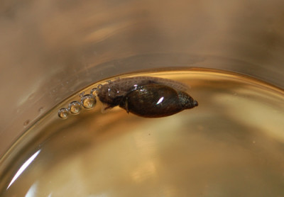 Welche_Schnecke_0010__1344.jpg