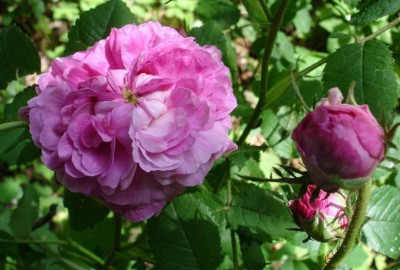 Rose_Foucheaux1.JPG