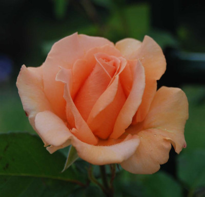 B3819a_Large.JPG