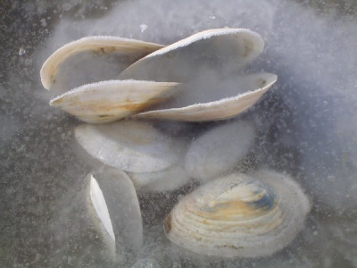 Muscheln.JPG