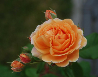 B3825a_Large.JPG