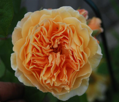 B3826a_Large.JPG