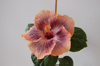 Hibiscus_Gabriel_1_800x800_80KB.jpg