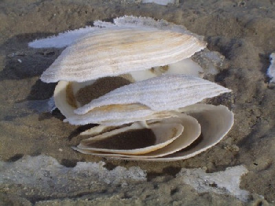 Muscheln2.JPG