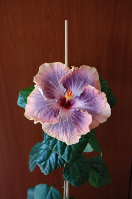 Hibiscus_Gabriel_2_800x800_80KB.jpg