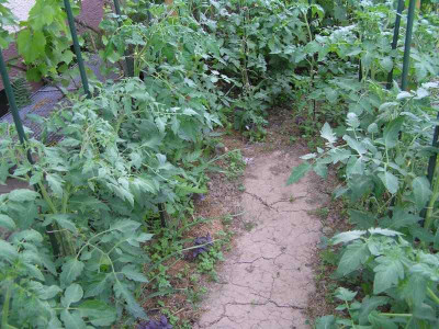 tomaten160610.jpg