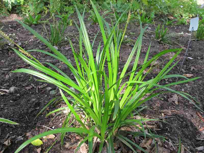 Carex_grun_ue.jpg
