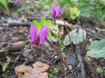 Cyclamen_europaeum_u.jpg