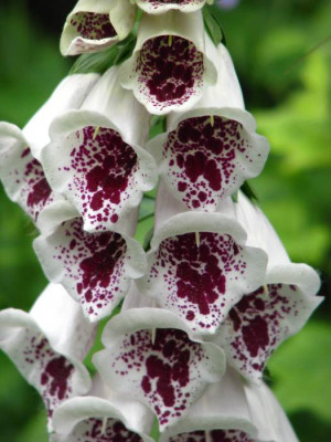digitalis1.jpg