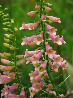 digitalis3.jpg