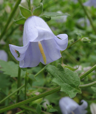 Symphyandra_armena.jpg