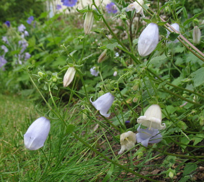 Symphyandra_armena_mehr.jpg