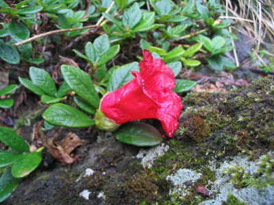 Rhododendron_forrestii_tumescens_2.jpg