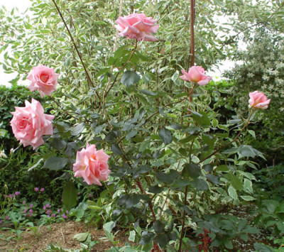 Compassion_0010__0967.jpg