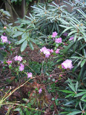 Rhododendron_mucronulatum.jpg