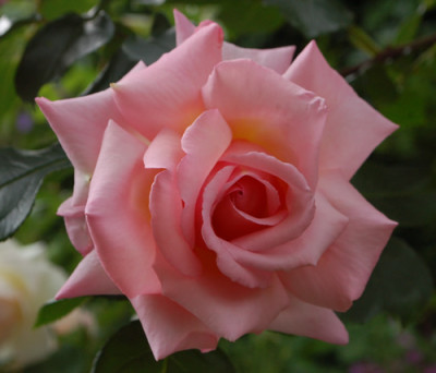 Compassion_0010__0966.jpg