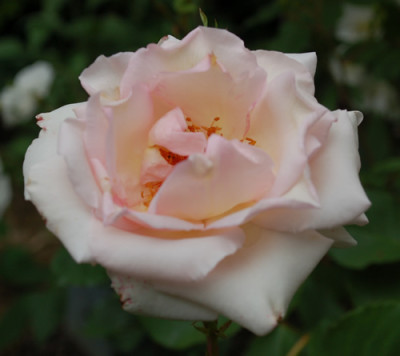 Ophelia_0010__0980.jpg