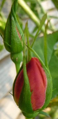 TheresiaEisele_0610_03.JPG